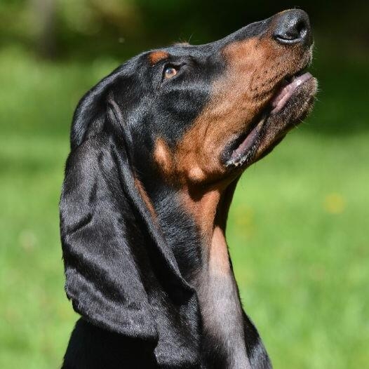 Are Black And Tan Coonhounds Intelligent Dogs